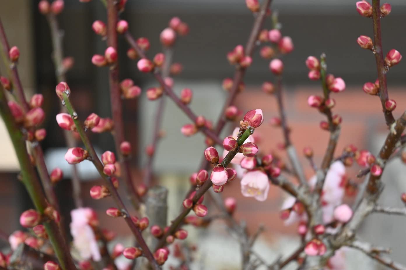 Amazon.co.jp: 花梅梅の盆栽 花鉢 梅 鉢花梅 紅冬至梅1鉢信楽焼き